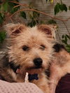 Cutie Pie - PENDING - Photo 3