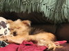 Cutie Pie - PENDING - Photo 4