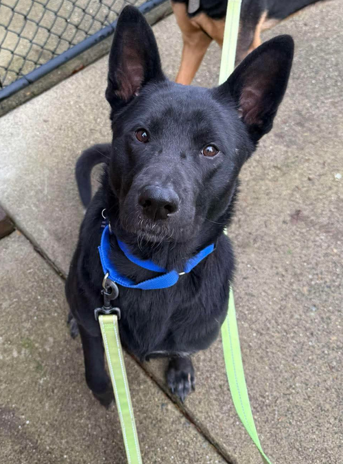 Moses, an adoptable Shepherd in Seattle, WA
