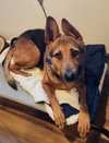 Tails - Photo 4