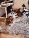 Tails - Photo 5