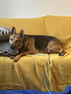 Tails - Photo 6