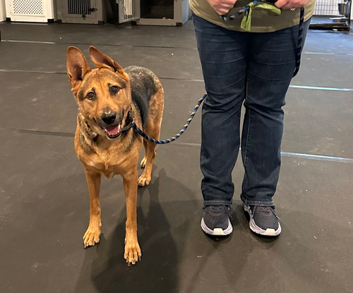 TAILS - Shepherd available for adoption