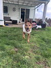 Tails - Photo 2