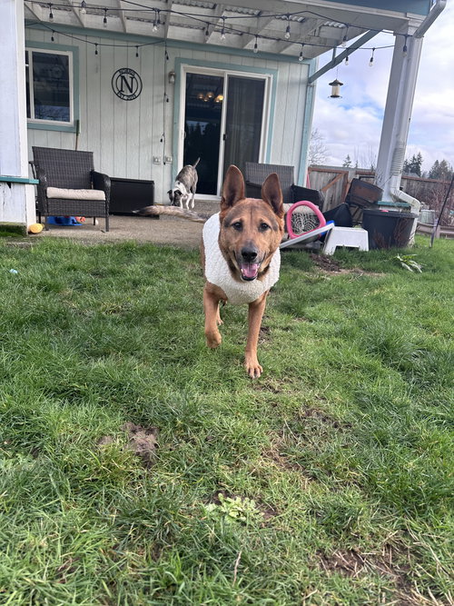 TAILS - Shepherd available for adoption