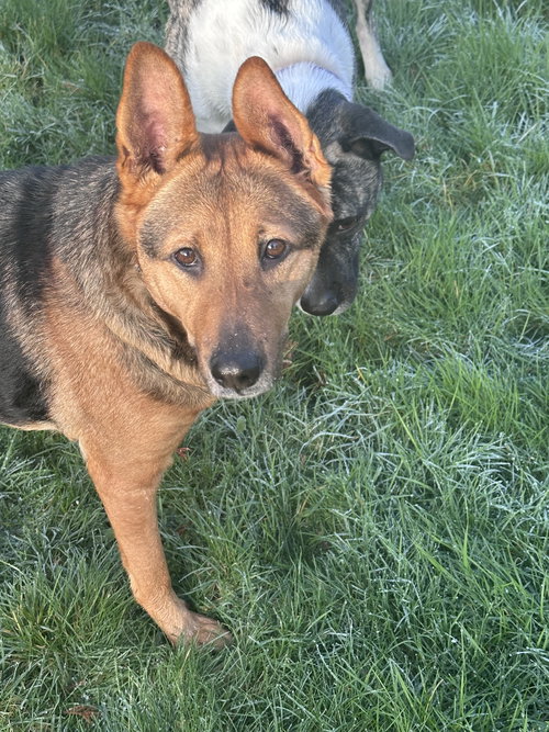 TAILS - Shepherd available for adoption