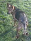 Tails - Photo 7