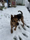 Tails - Photo 8