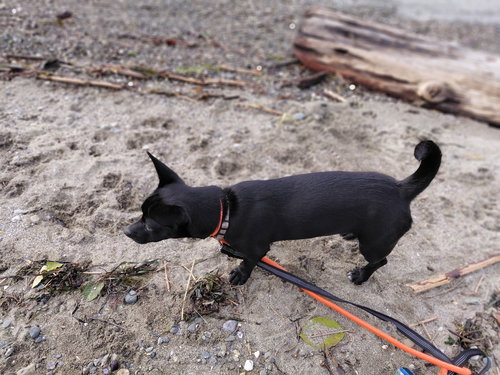 * REA - PENDING - Chihuahua available for adoption