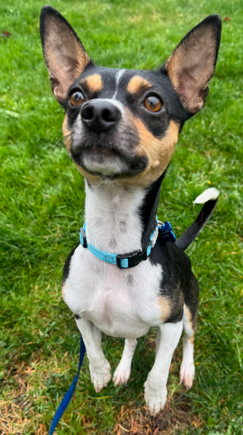 Hugo