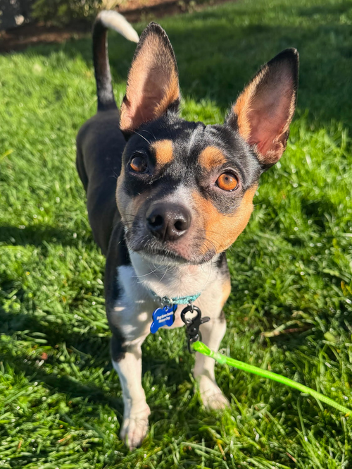 Hugo