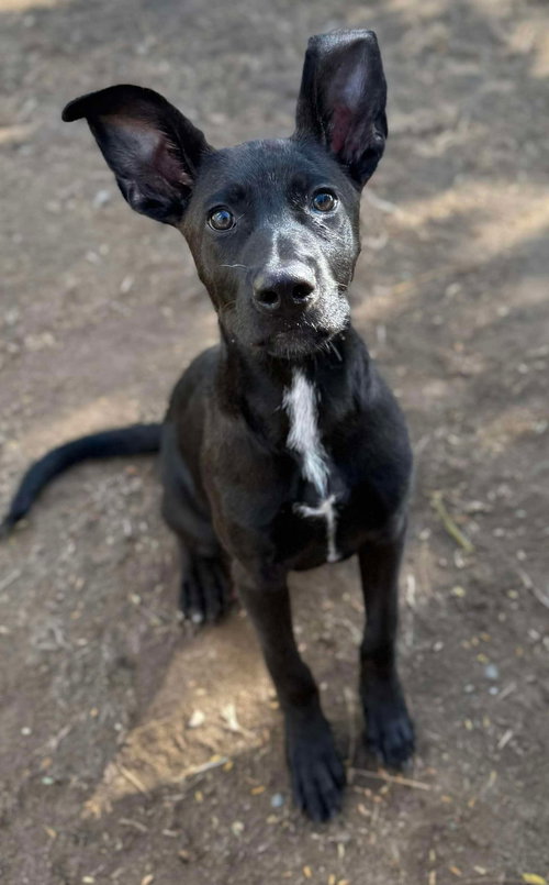 HUEY - Retriever available for adoption
