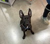 Huey - Photo 2