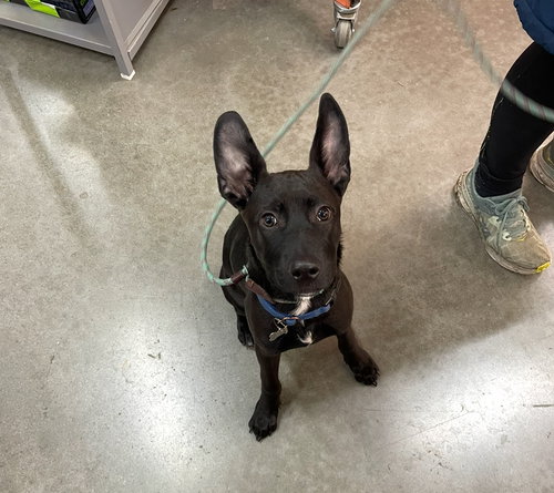HUEY - Retriever available for adoption
