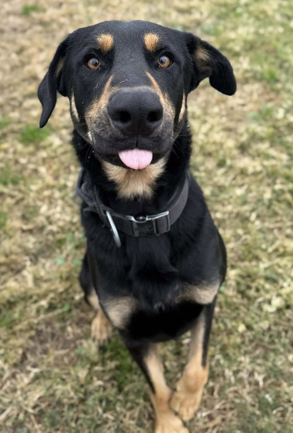 Bodhi