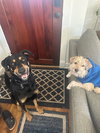Bodhi - Photo 5