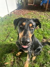 Bodhi - Photo 4