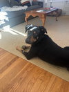 Bodhi - Photo 6
