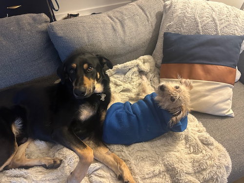 BODHI - Beauceron available for adoption