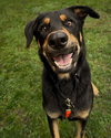 Bodhi - Photo 2
