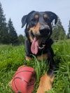 Bodhi - Photo 9