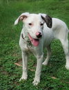 Petunia - Photo 4