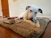 Petunia - Photo 6