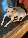 Petunia - Photo 7