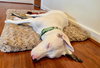 Petunia - Photo 8