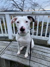 Petunia - Photo 5