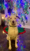 Petunia - Photo 2