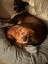 Ladybug - Photo 3