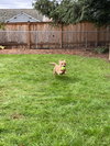 Doodle Bug - Photo 6