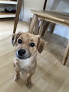Doodle Bug - Photo 2