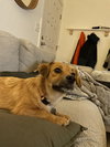 Doodle Bug - Photo 4