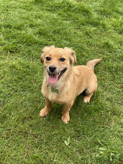 picture of the dog needing adoption