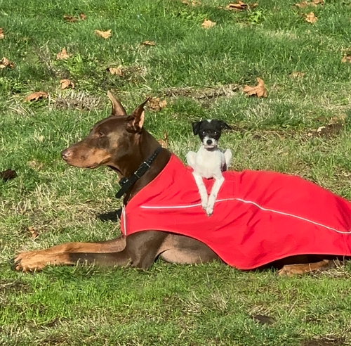 LALA - Chihuahua / Italian Greyhound available for adoption