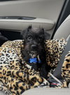 Elvis - Photo 5