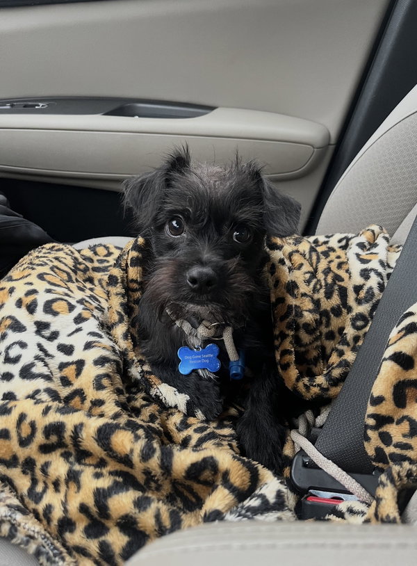 Elvis