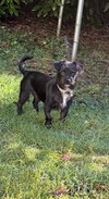 Elvis - Photo 2