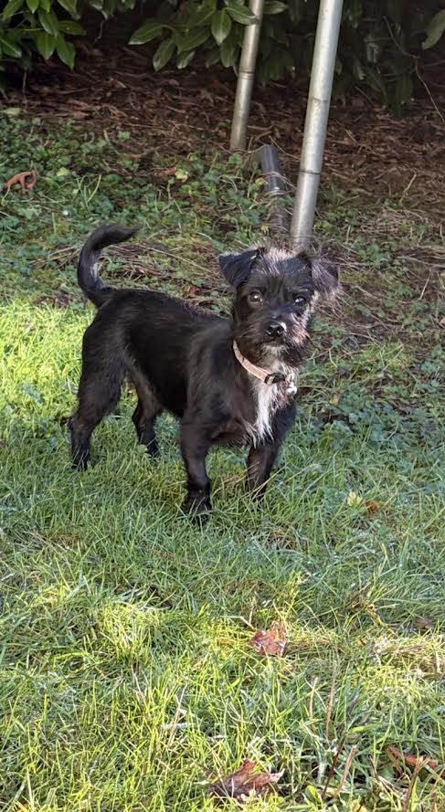 ELVIS - Chihuahua / Terrier available for adoption