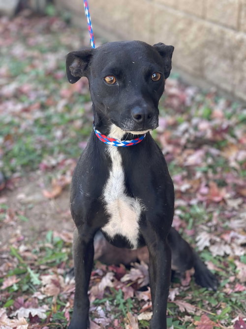 * Dobbie - Adption Pending