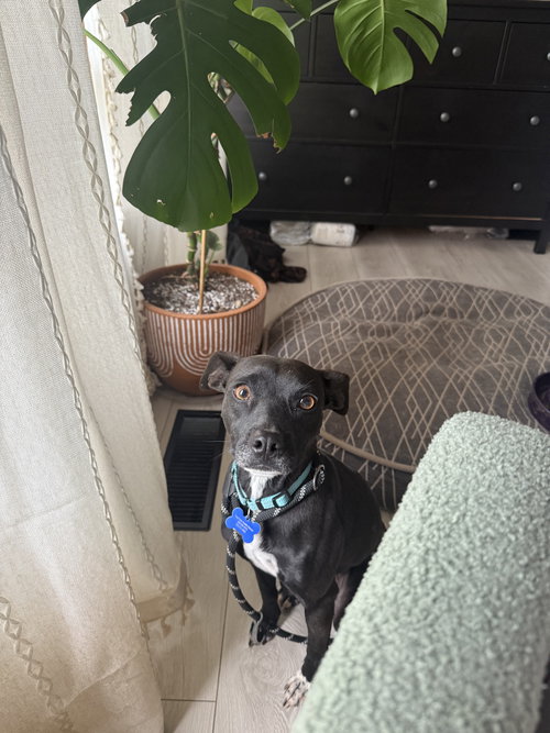 * Dobbie - Adption Pending