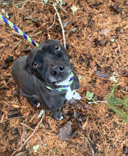 * Dobbie - Adption Pending