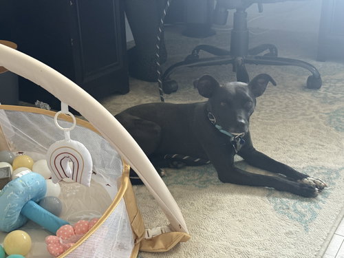 * Dobbie - Adption Pending