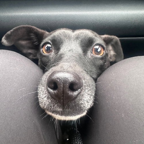 * Dobbie - Adption Pending