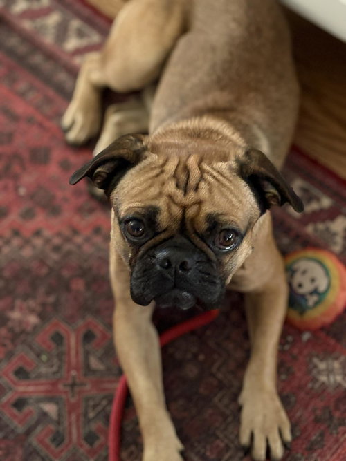 BOBA - Pug available for adoption
