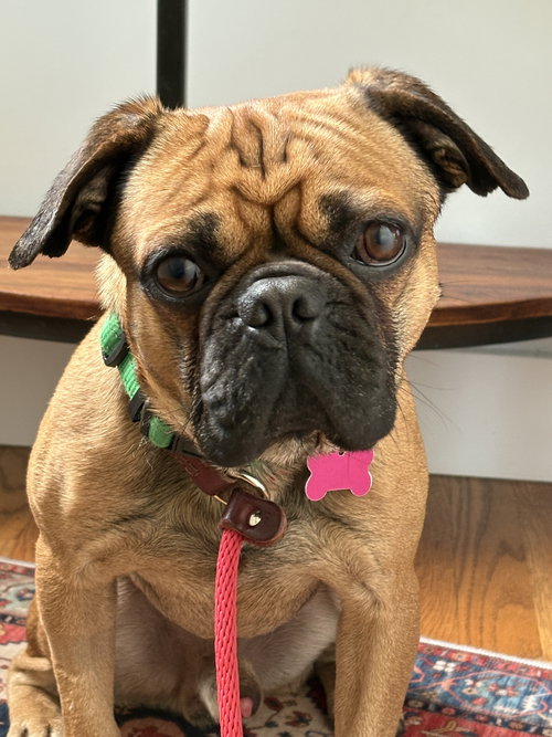 BOBA - Pug available for adoption