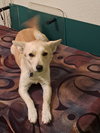 Lizzie - Photo 1