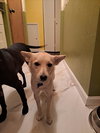 Lizzie - Photo 3